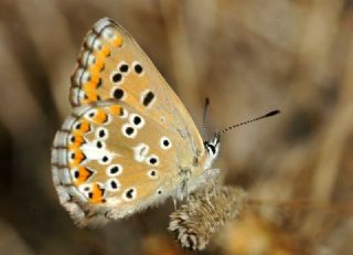 okgzl Anadolu Mavisi (Aricia crassipunctus)