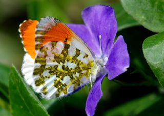 Turuncu Ssl (Anthocharis cardamines)