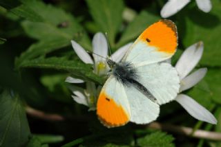 Turuncu S�sl�&nbsp;(Anthocharis&nbsp;cardamines)