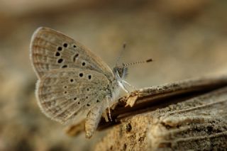 Karsandra (Zizeeria karsandra)