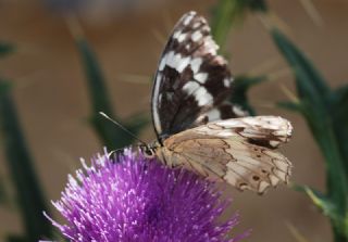 Kara Melike (Melanargia syriaca)