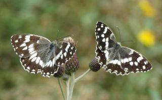 Kara Melike (Melanargia syriaca)