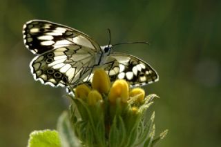 Anadolu Melikesi (Melanargia larissa)