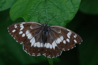 Kara Melike (Melanargia syriaca)