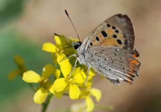 Benekli Bakr Gzeli (Lycaena phlaeas)