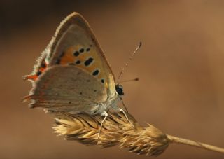 Benekli Bakr Gzeli (Lycaena phlaeas)