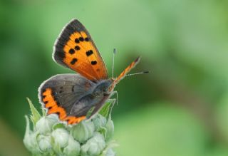 Benekli Bakr Gzeli (Lycaena phlaeas)