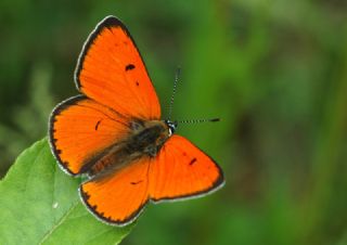 Byk Bakr Gzeli (Lycaena dispar)