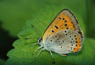 Byk Bakr Gzeli (Lycaena dispar)