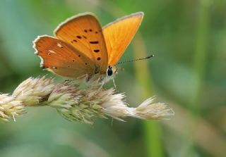 Orman Bakr Gzeli (Lycaena virgaureae)