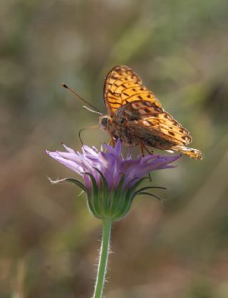 Gzel nci (Argynnis aglaja)