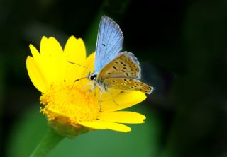 okgzl Balkan Mavisi (Aricia anteros )