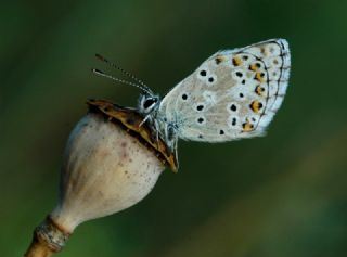 okgzl Balkan Mavisi (Aricia anteros )