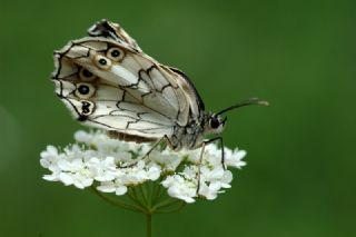 Anadolu Melikesi (Melanargia larissa)