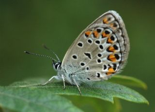 Anadolu Esmergz (Plebejus modicus)