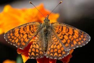 Benekli Byk parhan (Melitaea phoebe)