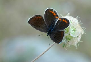 Doulu Esmergz (Plebejus carmon)