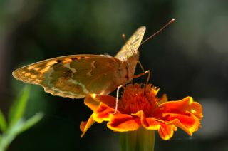 Bahadr (Argynnis pandora)