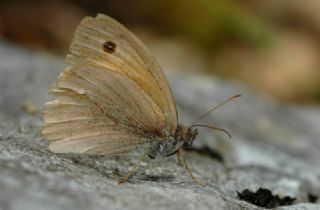 Esmerperi (Hyponephele lupina)
