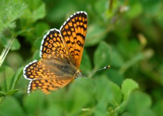 parhan (Melitaea cinxia)