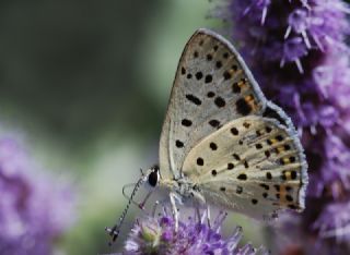 sli Bakr Gzeli (Lycaena tityrus)