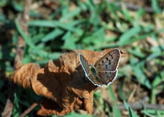 sli Bakr Gzeli (Lycaena tityrus)