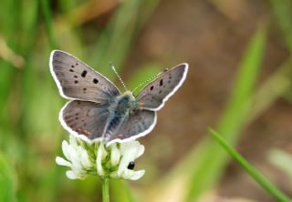 sli Bakr Gzeli (Lycaena tityrus)