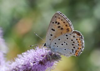 Byk Mor Bakr Gzeli (Lycaena alciphron)