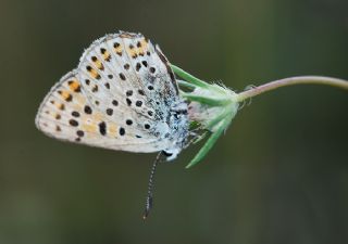 sli Bakr Gzeli (Lycaena tityrus)