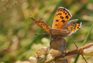 Kk Ate Gzeli (Lycaena thersamon)