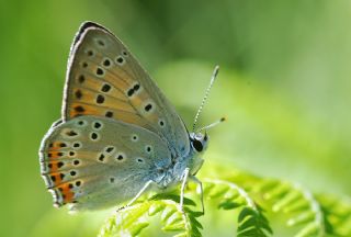 Byk Mor Bakr Gzeli (Lycaena alciphron)