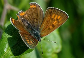 Byk Mor Bakr Gzeli (Lycaena alciphron)