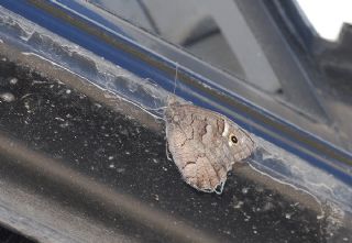 Anadolu Karamelei (Hipparchia fatua)