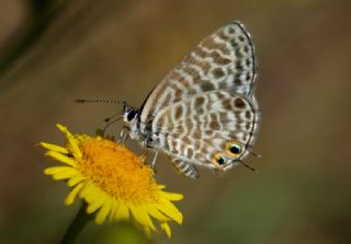 Mavi Zebra (Leptotes pirithous)