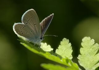 Minik Kupid (Cupido minimus)