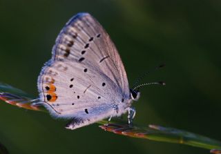 Everes (Cupido argiades)