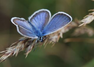 Gm Lekeli Esmergz (Plebejus argus)