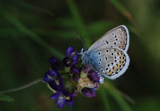 Gm Lekeli Esmergz (Plebejus argus)