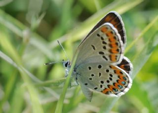 das Mavisi, Esmergz (Plebejus idas)