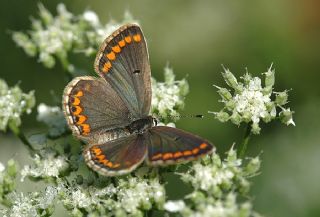 okgzl Esmer (Aricia agestis)
