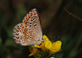 okgzl Esmer (Aricia agestis)