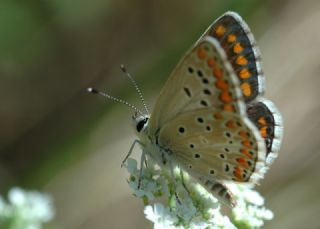 okgzl Esmer (Aricia agestis)