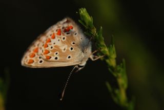 okgzl Esmer (Aricia agestis)