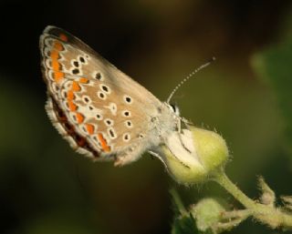 okgzl Esmer (Aricia agestis)