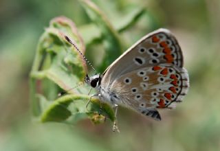 okgzl Esmer (Aricia agestis)