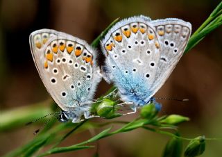 okgzl Mavi (Polyommatus icarus)