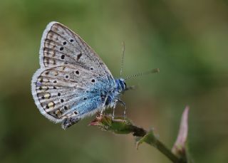 okgzl Mavi (Polyommatus icarus)