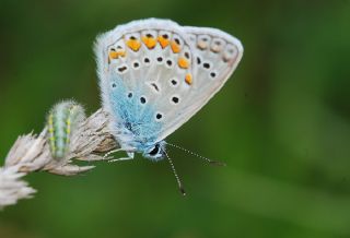 okgzl Mavi (Polyommatus icarus)