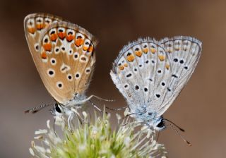 okgzl Mavi (Polyommatus icarus)