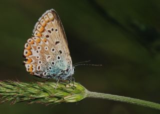 okgzl Mavi (Polyommatus icarus)